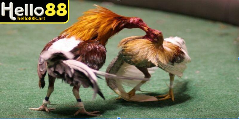 Giới thiệu chung về đá gà Campuchia