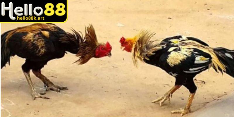 Quan sát chiến kê để đặt cược đúng đắn