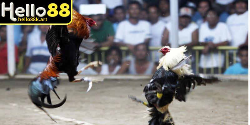 Các trận đấu cựa dao diễn ra nhanh chóng