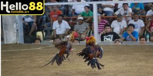 Đá gà cựa dao tại HELLO88 mang đến những trận đấu đầy kịch tính