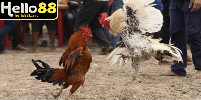 Nghiên cứu chiến kê để đưa ra quyết định đúng đắn