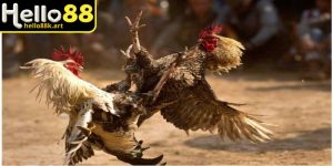 Đá gà cựa sắt là loại hình cá cược gì?