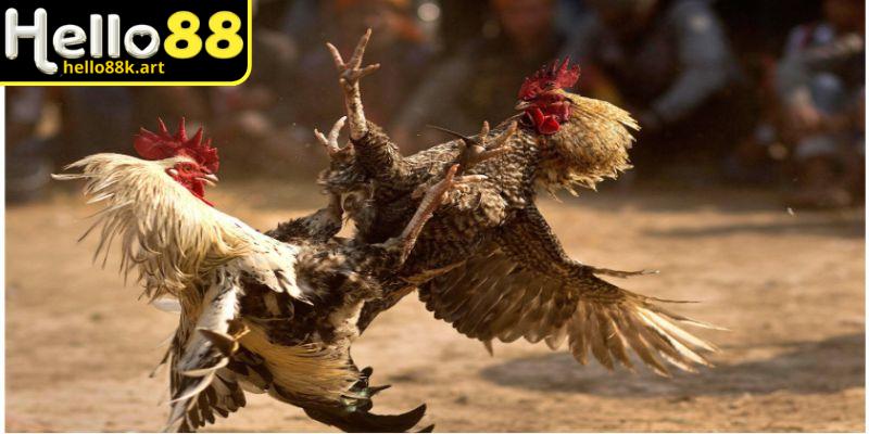 Đá gà cựa sắt là loại hình cá cược gì?