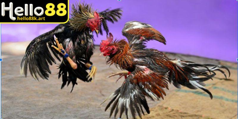 Đá gà trực tuyến đảm bảo minh bạch và công bằng