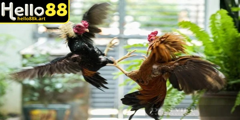 Đá gà Hello88 an toàn, tiện lợi ngay trên thiết bị di động