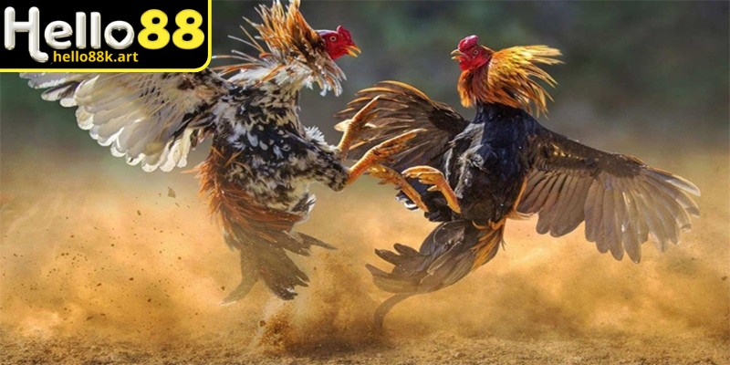 Nắm rõ các bước tham gia để chơi hiệu quả