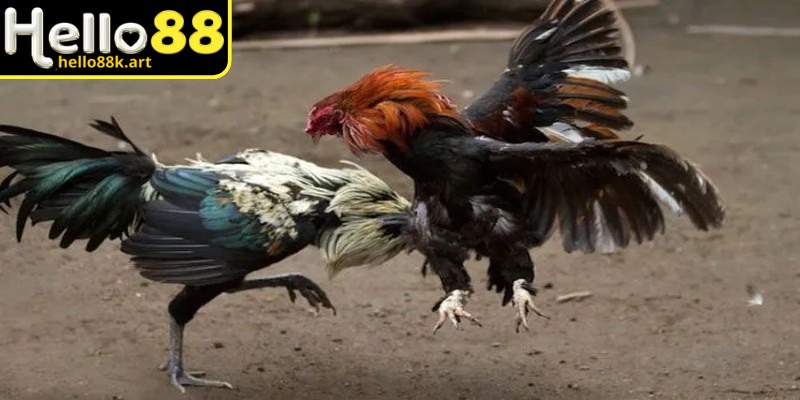 Đa dạng các loại cược cho người chơi lựa chọn