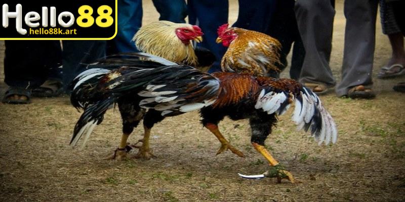 Kèo tỷ lệ mang tính cân bằng hơn vì mức ăn được điều chỉnh dựa trên sức mạnh