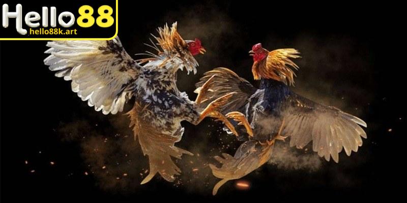 Một mẹo chơi đá gà mang tính quyết định chính là quản lý ngân sách cược