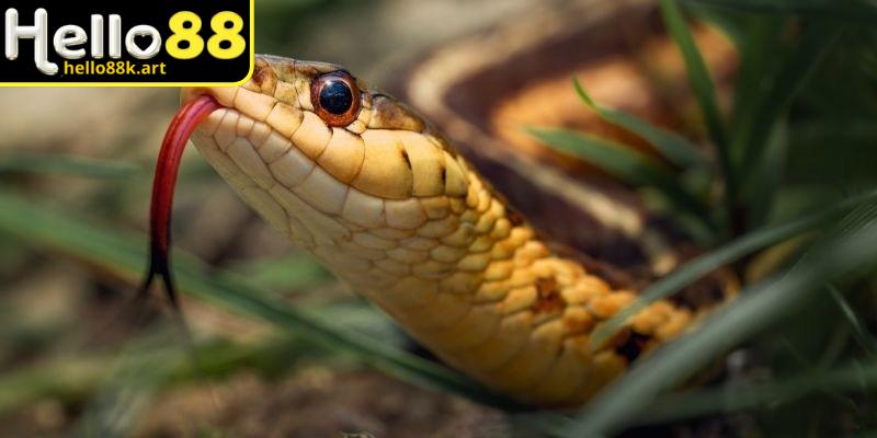 Mơ thấy bị rắn đuổi là dấu hiệu để bạn nhìn nhận lại các lo lắng