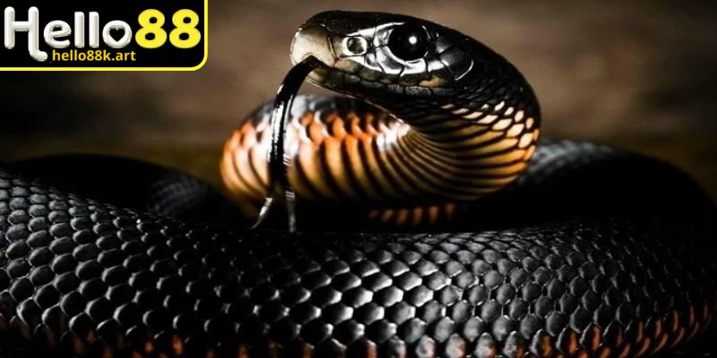 Mơ thấy rắn màu đen cảnh báo bạn nên chuẩn bị trước những thách thức