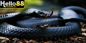 Tìm hiểu ý nghĩa khi nằm mơ thấy rắn