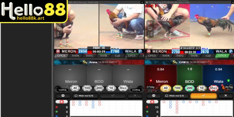 Chỉ tham gia xem đá gà trực tiếp Thomo khi đủ 18 tuổi