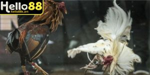 Luật thi đấu và kết quả cược tại HELLO88 luôn minh bạch