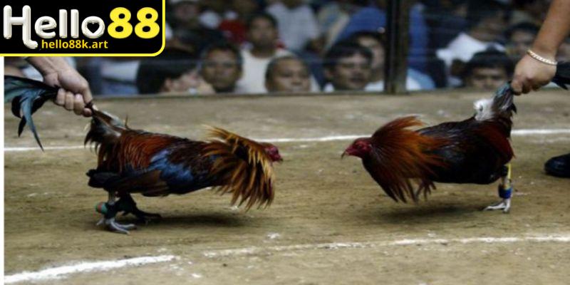 Xem đá gà trực tiếp Thomo với đường truyền sắc nét